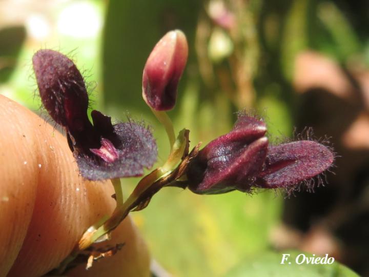 Pleurothallis imrayi
