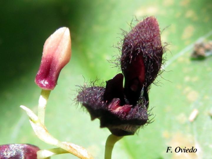 Pleurothallis imrayi