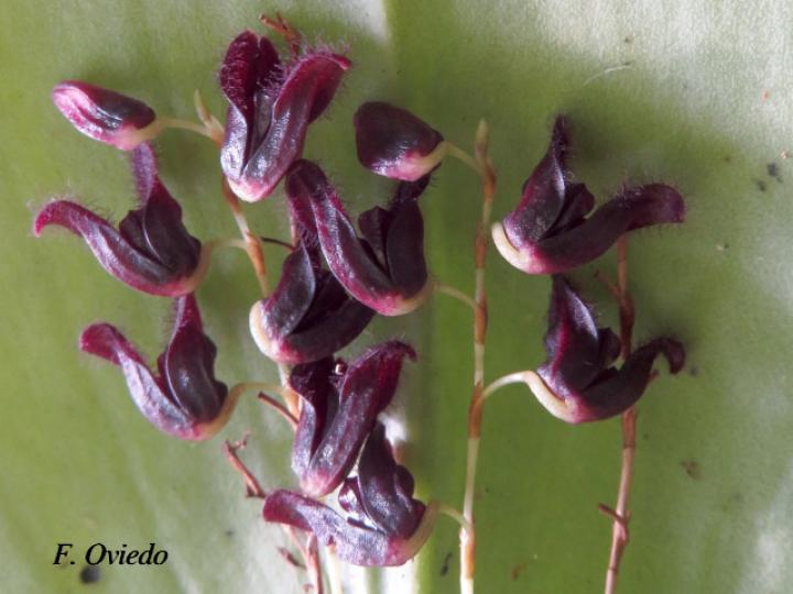 Pleurothallis imrayi