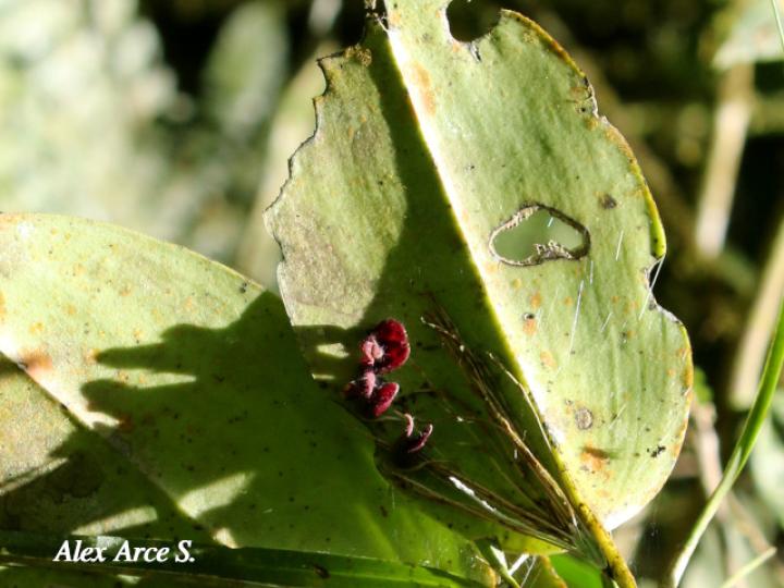 Pleurothallis imrayi