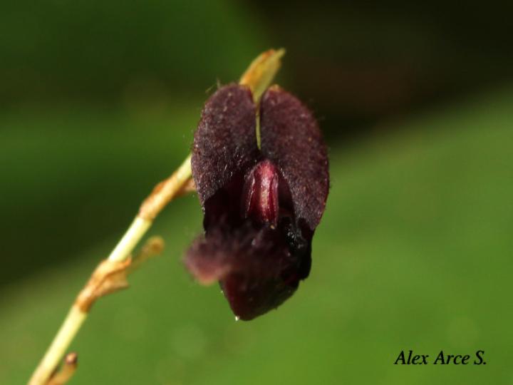 Pleurothallis imrayi