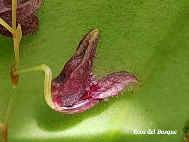 Pleurothallis imrayi