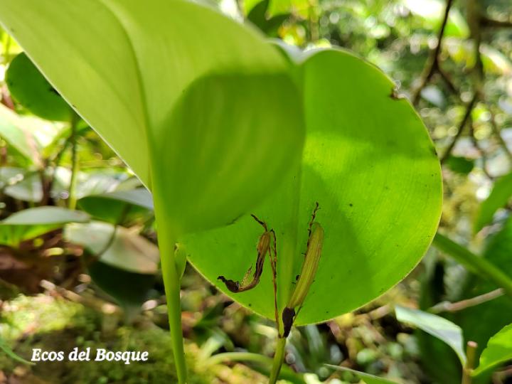 Pleurothallis imrayi