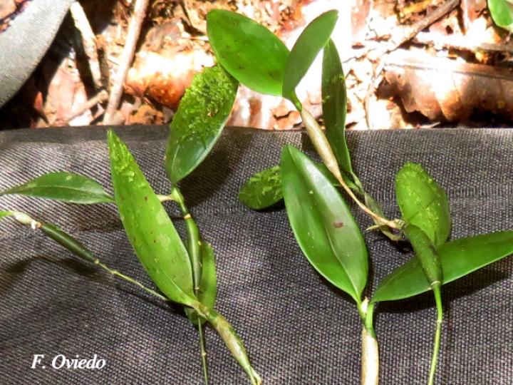 Scaphyglottis spathulata