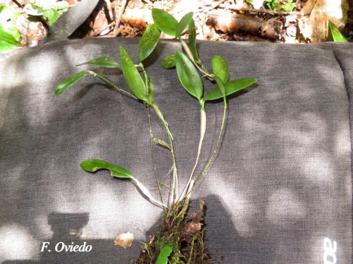Scaphyglottis spathulata