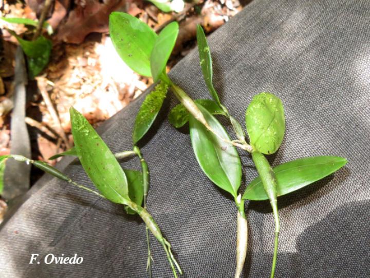 Scaphyglottis spathulata