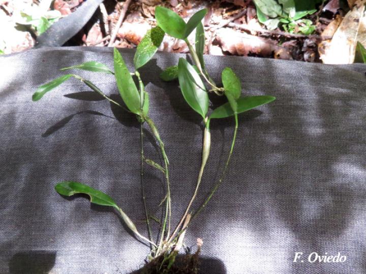 Scaphyglottis spathulata