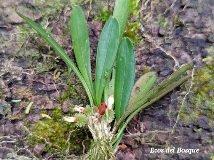 Specklinia tribuloides (Manitas de cangrejo)