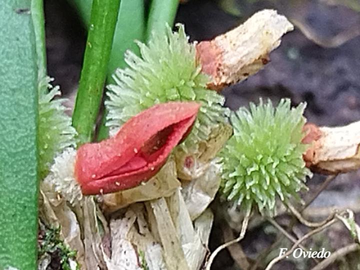 Specklinia tribuloides (Manitas de cangrejo)