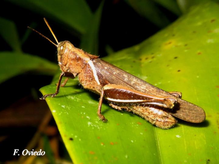Abracris flavolineata (Saltamontes)