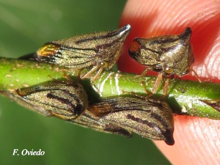 Aconophora mexicana