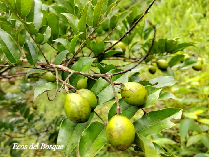 Andira inermis (Almendro de río, Arenillo)