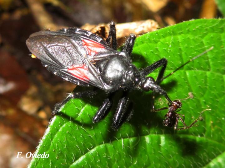 Apiomerus hirtipes (Chinche asesina)