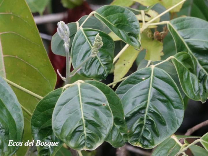 Callichlamys latifolia