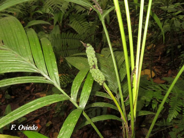 Chamaedorea deckeriana