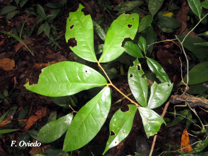 Cynometra hemitomophylla (Guapinol negro)