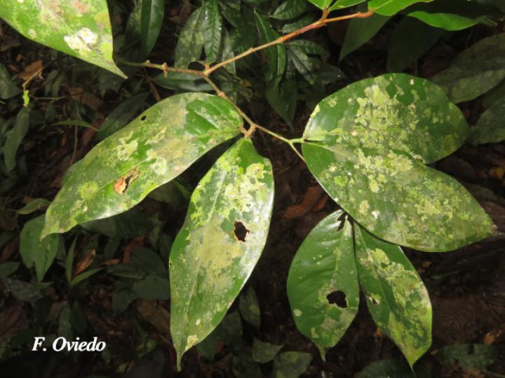 Cynometra hemitomophylla (Guapinol negro)