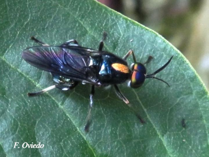 Cyphomyia sp