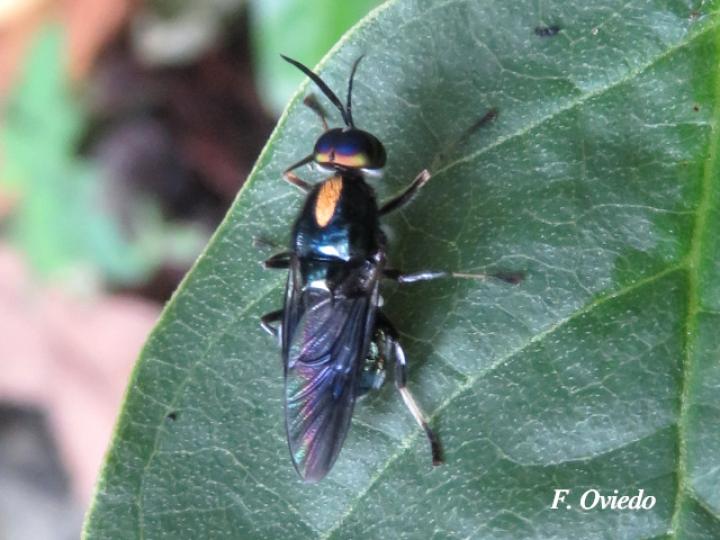 Cyphomyia sp