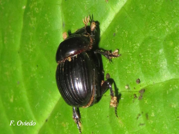 Dichotomius carolinus