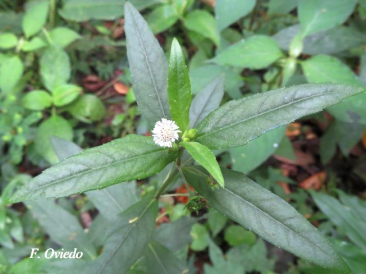 Eclipta prostrata