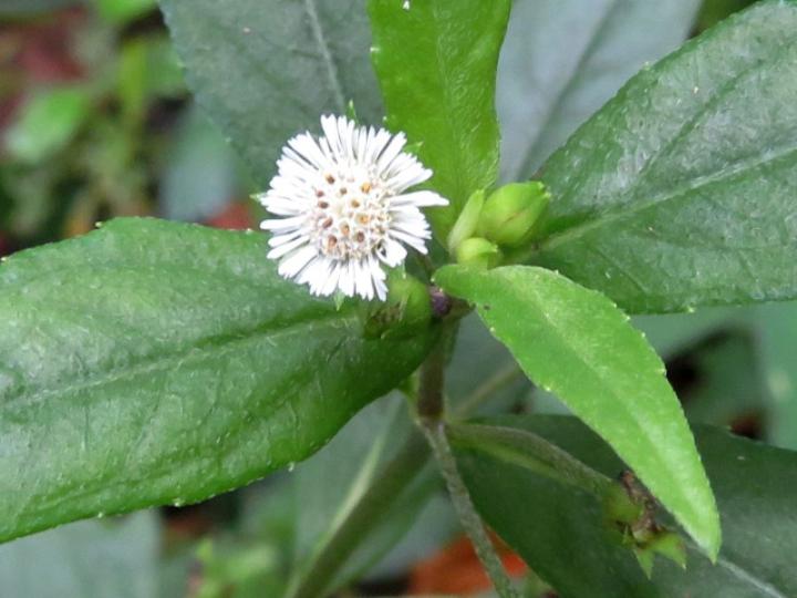 Eclipta prostrata