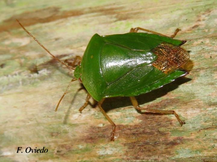 Edessa junix