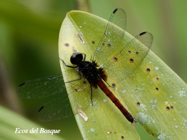 Erythrodiplax castanea (Hembra)