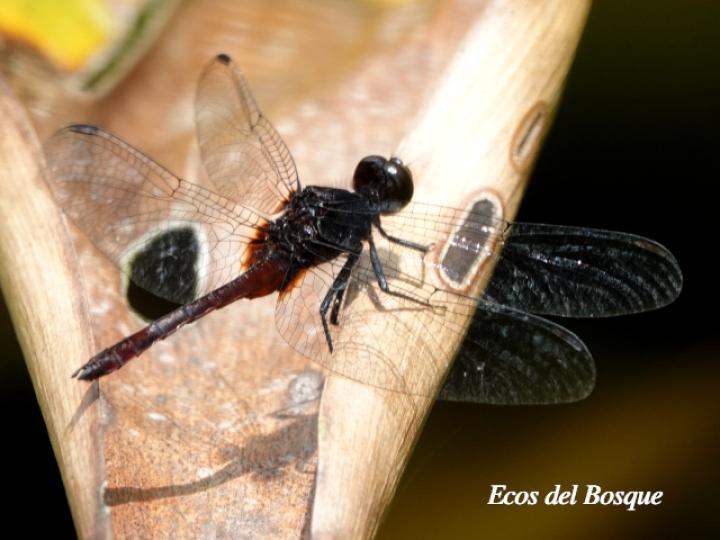 Erythrodiplax castanea (Hembra)