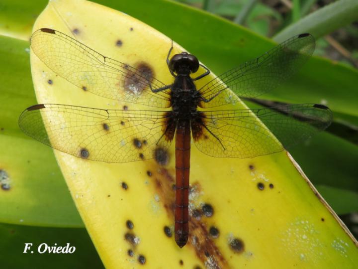 Erythrodiplax castanea (Hembra)