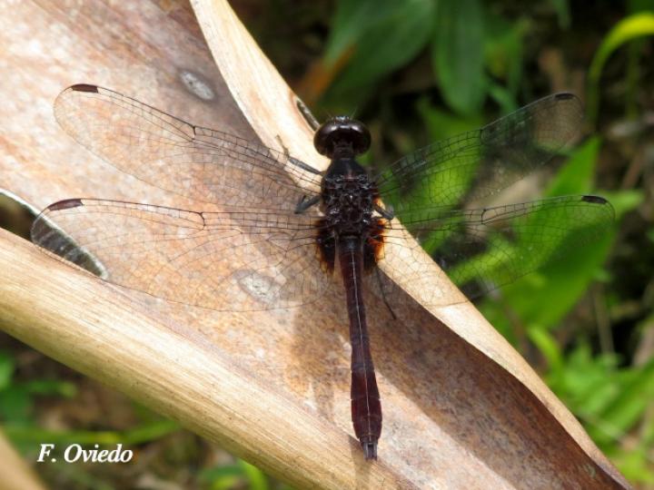 Erythrodiplax castanea (Hembra)