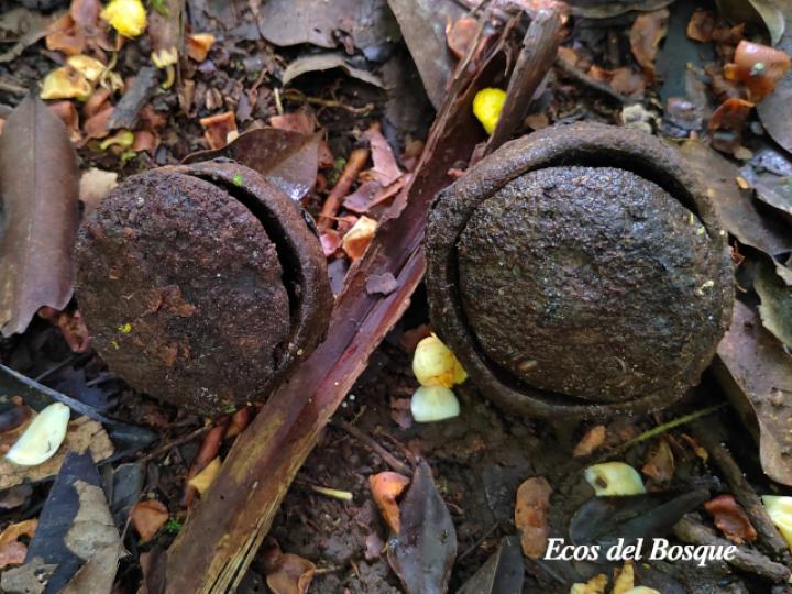 Eschweilera sessilis (Alma negra)