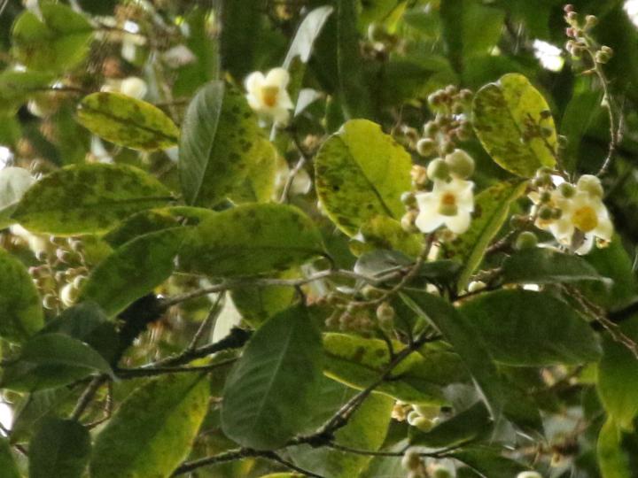 Eschweilera sessilis (Alma negra)