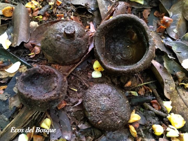 Eschweilera sessilis (Alma negra)