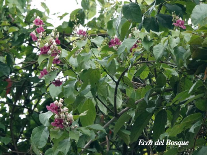 Fridericia schumanniana (Basto colorado)