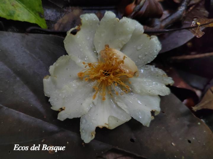 Gordonia fruticosa