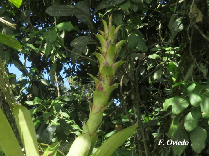 Guzmania anae