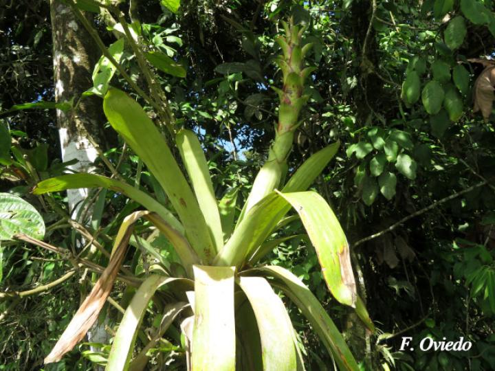 Guzmania anae