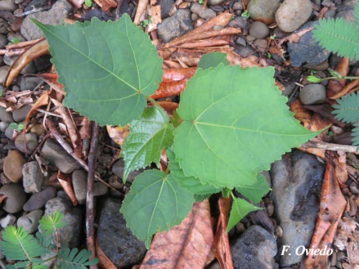 Heliocarpus americanus (Burio)