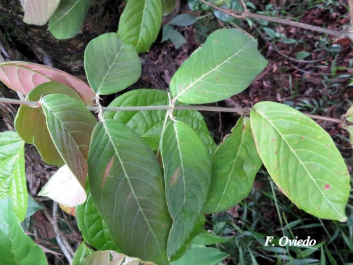Hiraea fagifolia