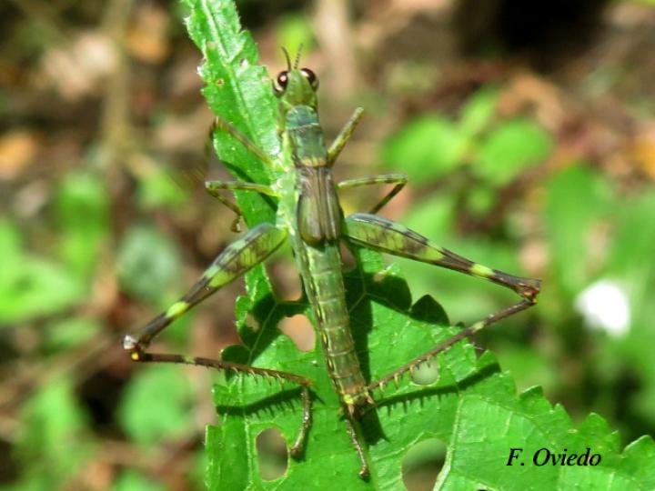 Homeomastax robertsi, ninfa
