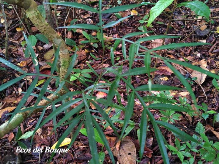 Inga acuminata