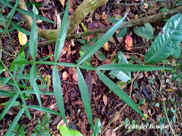 Inga acuminata