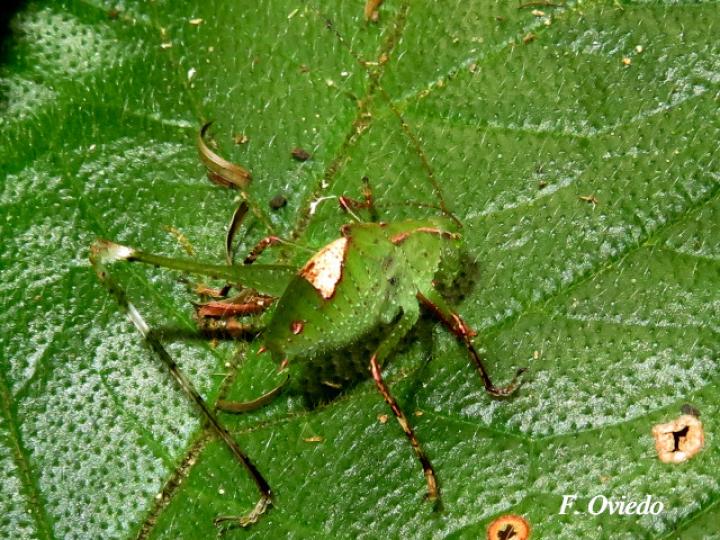Insara bolivari (Ninfa)