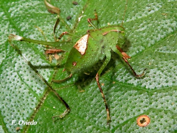 Insara bolivari (Ninfa)