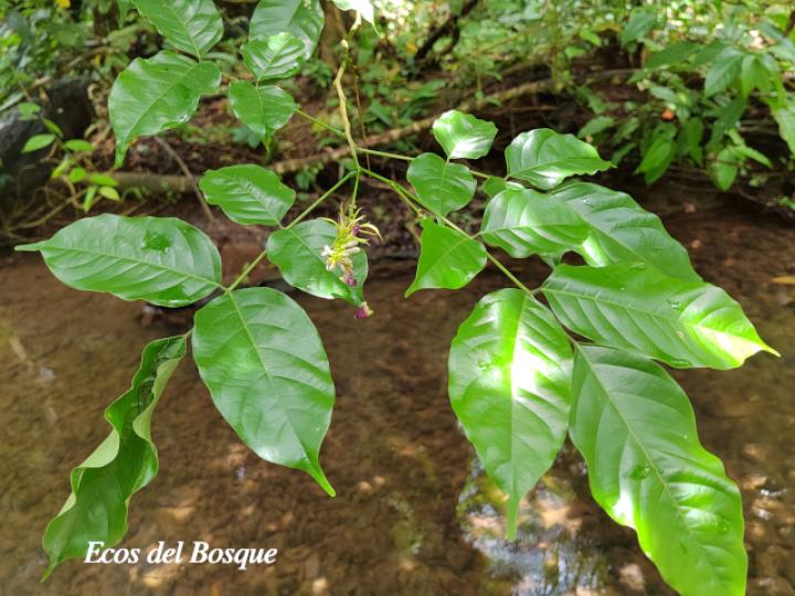 Lonchocarpus oliganthus (Chaperno)