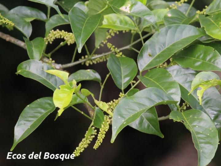 Lonchocarpus oliganthus (Chaperno)
