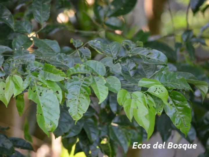 Lonchocarpus oliganthus (Chaperno)