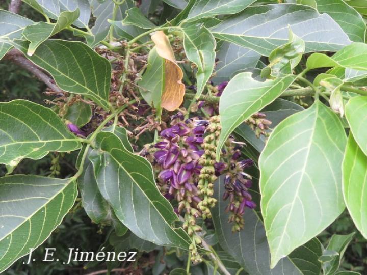 Lonchocarpus oliganthus (Chaperno)