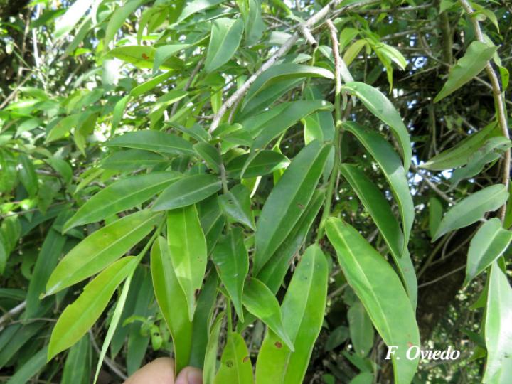 Marcgravia mexicana